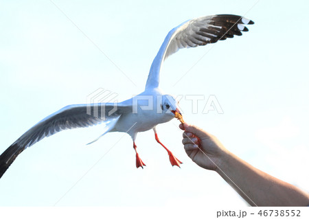 Tourist hand feeding food to Brown headed gulls 46738552