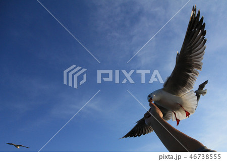 Tourist hand feeding food to Brown headed gulls 46738555