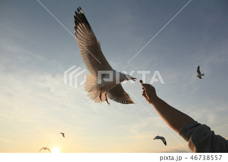 Tourist hand feeding food to Brown headed gulls 46738557