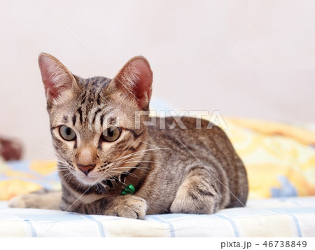 cute short hair young asian kitten cat home pet 46738849