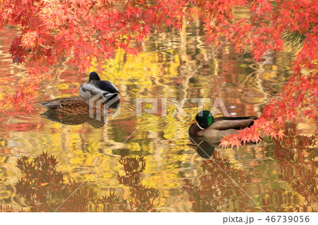 金色の池 46739056