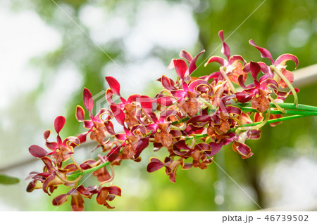 Bouquet of red Rhynchostylis orchid flower  46739502