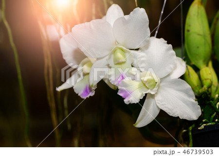 Beautiful hybrid Cattleya flower orchid 46739503