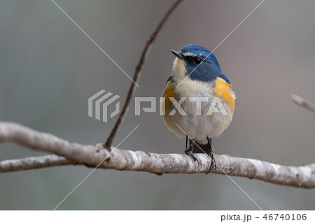 ルリビタキ ルリビタキ 46740106