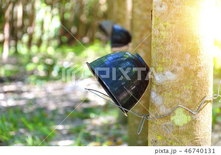 Tapping latex rubber tree, Rubber Latex extracted  46740131