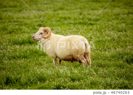 Sheep grazing in Iceland 46740263