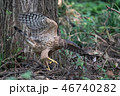オオタカの若鳥 46740282
