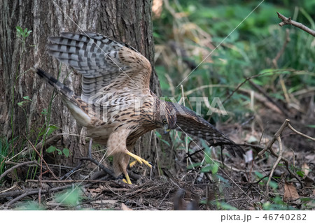 オオタカの若鳥 オオタカの若鳥 46740282
