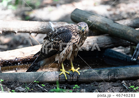 オオタカの若鳥 46740283