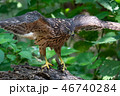 オオタカの若鳥 46740284