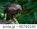 オオタカの若鳥 46740285