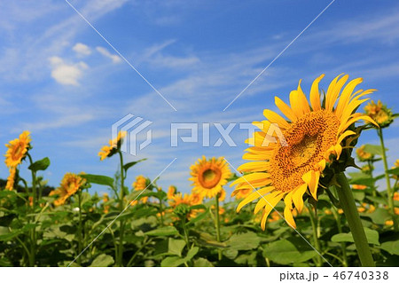 ひまわり　向日葵　Sunflower 46740338