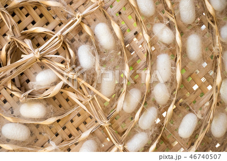 Closed up of group white cocoon of silk worm 46740507