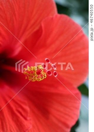 ハイビスカスの花 46740550