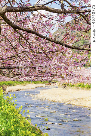 【河津桜　河津町】 46740775