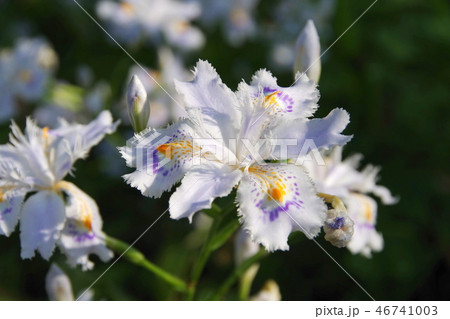 綺麗な野花 白い花の写真素材