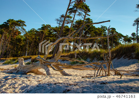 Dead tree 46741163