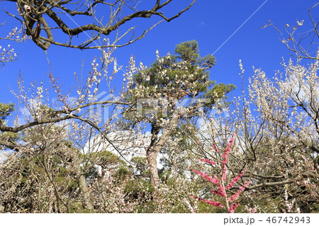 春の偕楽園 茨城県水戸市 春の偕楽園 茨城県水戸市 46742943