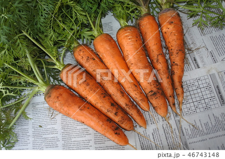 7本の人参3 7本の人参3 46743148