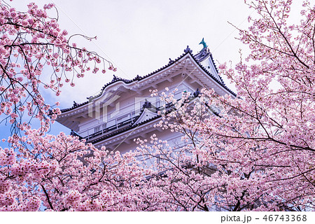 《神奈川県》小田原城・桜の季節 46743368