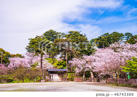 《神奈川県》小田原城・桜の季節 《神奈川県》小田原城・桜の季節 46743369