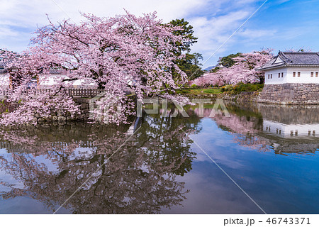 《神奈川県》小田原城・桜の季節 46743371