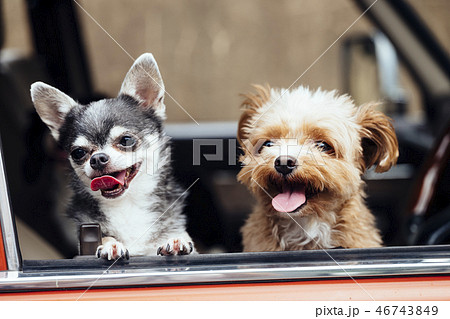 車の窓から顔を出している仲良しな2匹の犬の写真素材