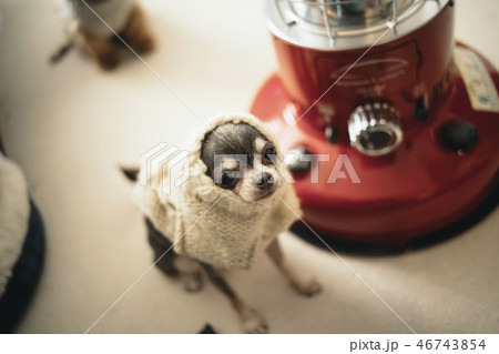 ニットを変な着方している犬の写真素材