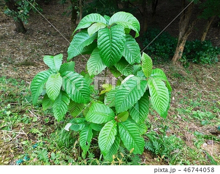 薬用植物園のキジュ 46744058