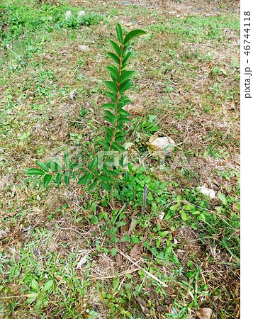 薬用植物園のネズミモチの苗木 46744118
