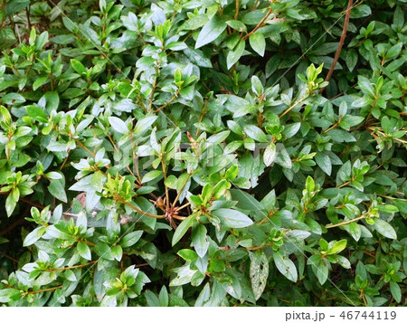 薬用植物園のイノコズチ 46744119