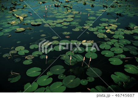 A beautiful pink waterlily or lotus flower 46745607