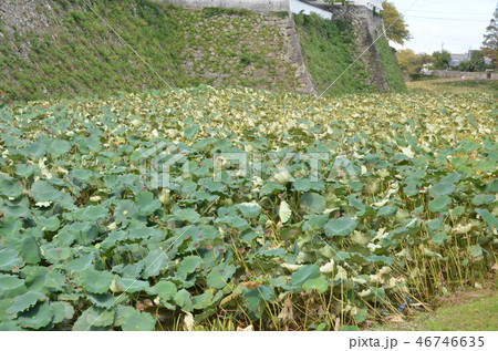 熊本・島原旅 46746635