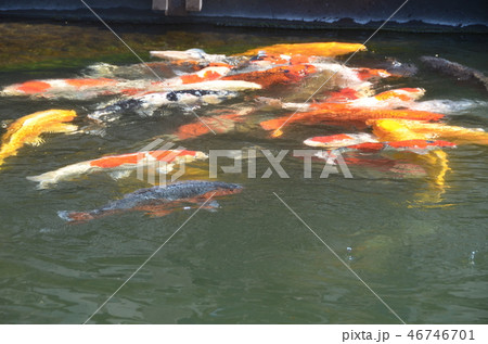 熊本・島原旅 46746701