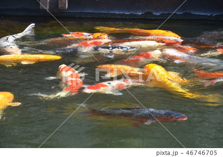 熊本・島原旅 46746705