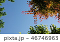 カエデ 空 秋 46746963