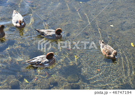 水前寺成趣園 46747194