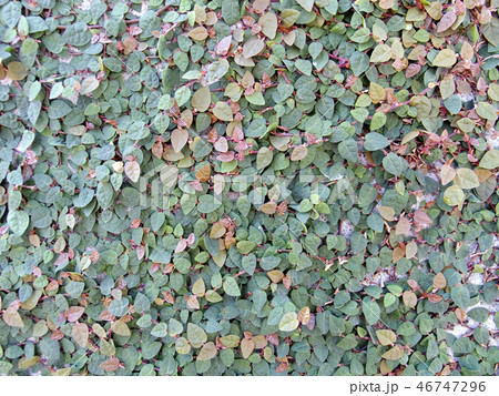 オオイタビ オオイタビ 46747296