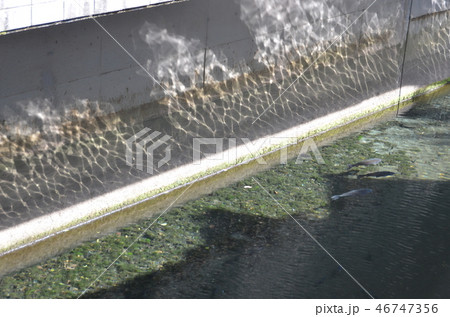 水前寺成趣園 水前寺成趣園 46747356