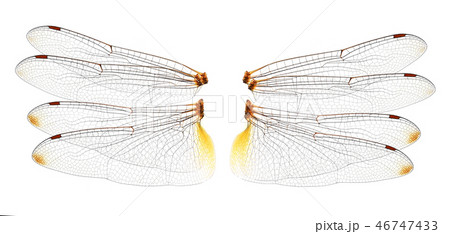 Dragonfly wings on  white background 46747433