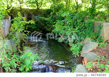 景色　小川　夏　茨城 46748080