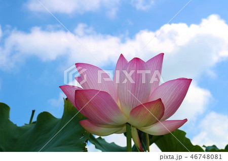 花　蓮　ハス　古代ハス　茨城 46748081