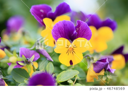 ビオラの花 ビオラの花 46748569