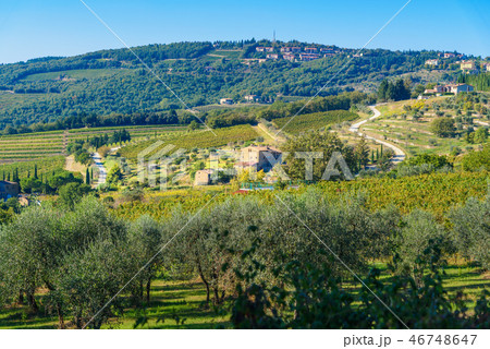 Vineyard in Chianti region. Tuscany. Italy 46748647