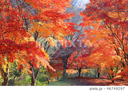 モミジのトンネル末広広場 モミジのトンネル末広広場 46749297