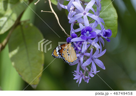 Close up of violet flower background. Close up of violet flower background. 46749458