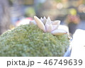 苔と多肉植物 46749639