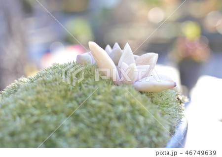 苔と多肉植物 46749639
