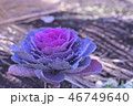 葉牡丹 46749640