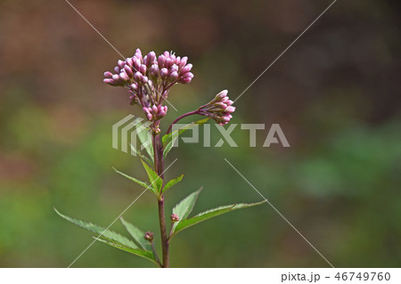 フジバカマ(藤袴) フジバカマ(藤袴) 46749760